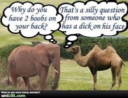 JUNGLE JIBE,S.!?X