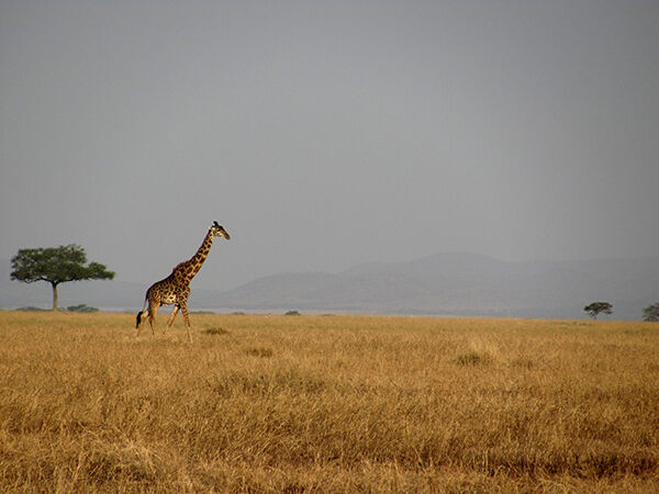 Kusafiri (Swahili for &quot;Traveling&quot;)