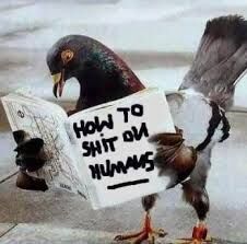 PIGEON BIBLE !?X