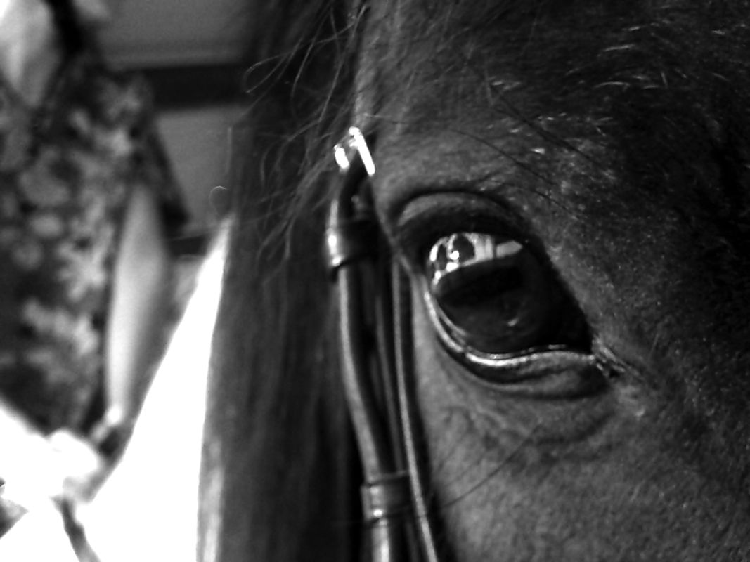 Through His Eyes Through His Eyes
