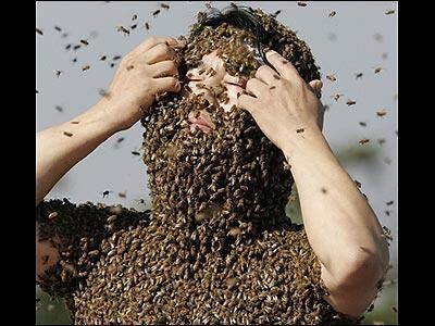 bees inside my mind bees inside my mind