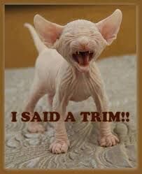 I SAID..." A TRIM !"?X I SAID..." A TRIM !"?X