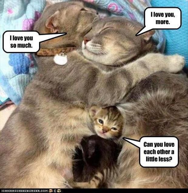 1 OF MY 9 LIVES !?X 1 OF MY 9 LIVES !?X