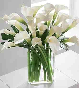 CALLA LILLY (her favorite flower) CALLA LILLY (her favorite flower)