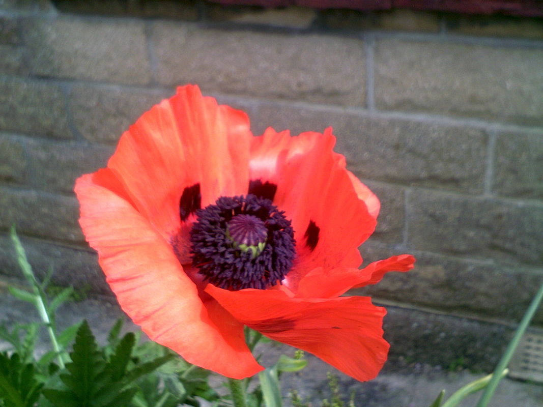 poppy in my garden
