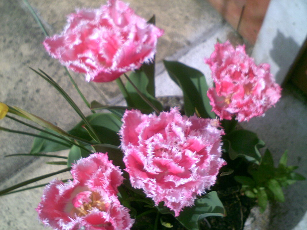tulips in a pot