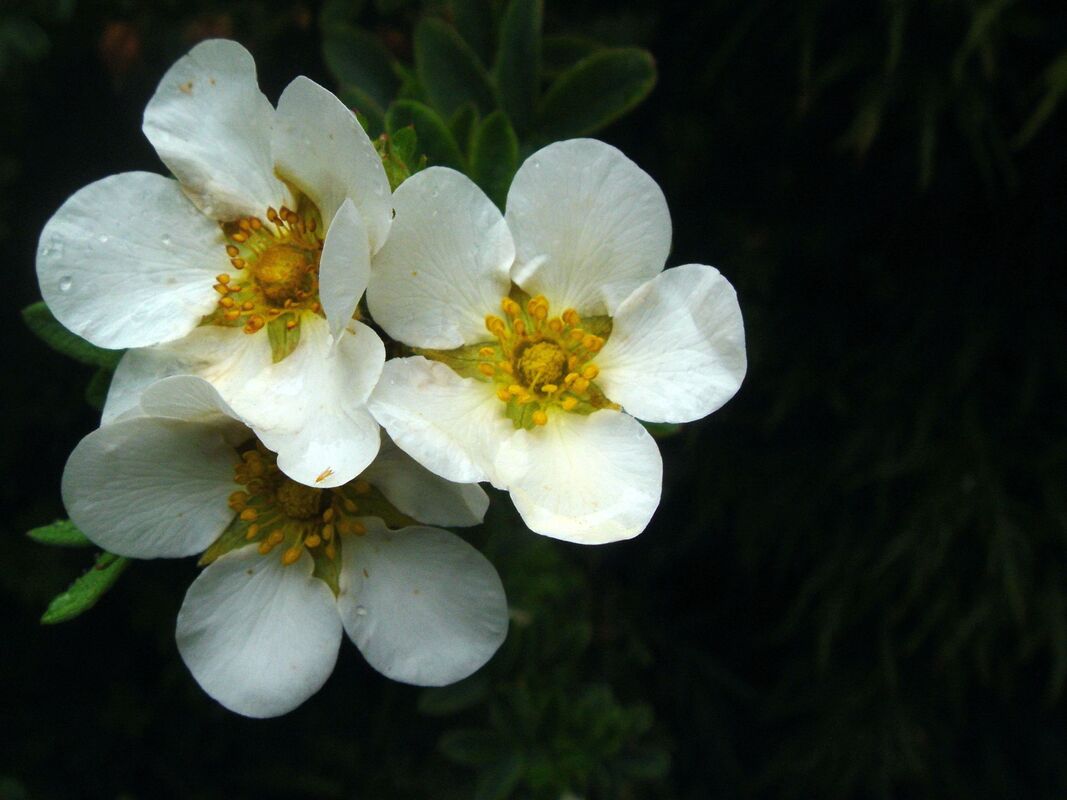 spring flowers