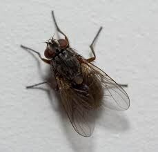 The Fly The Fly