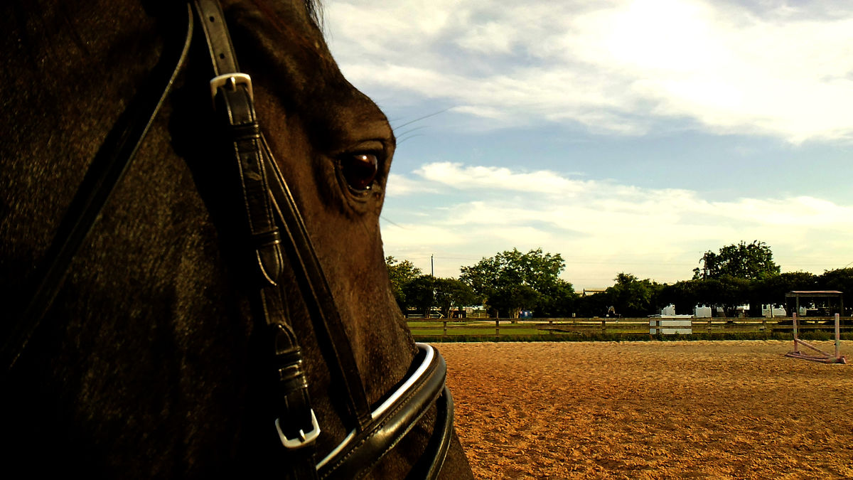 Training Day Training Day