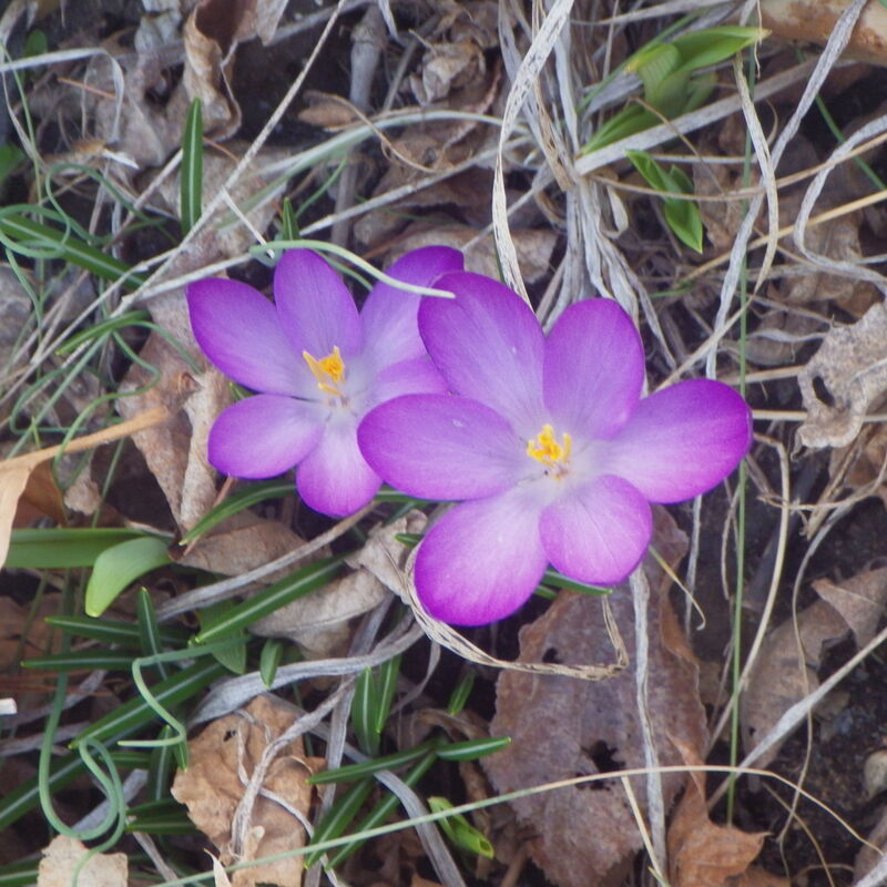 Spring Spring