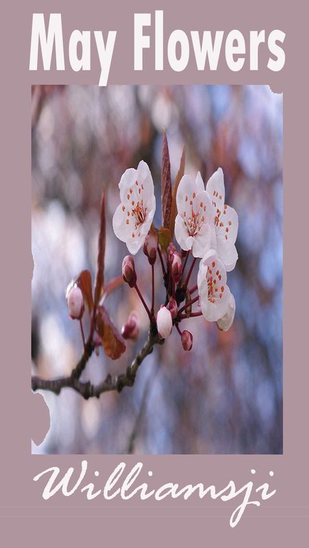 MAY FLOWERS: DAY 6 BY WILLIAMSJI MAVELI MAY FLOWERS: DAY 6 BY WILLIAMSJI MAVELI