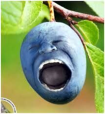 I,M A BLUE-BERRY !?X I,M A BLUE-BERRY !?X
