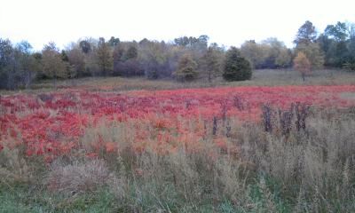 Raggedy Weeds / Not the kind you smoke Raggedy Weeds / Not the kind you smoke