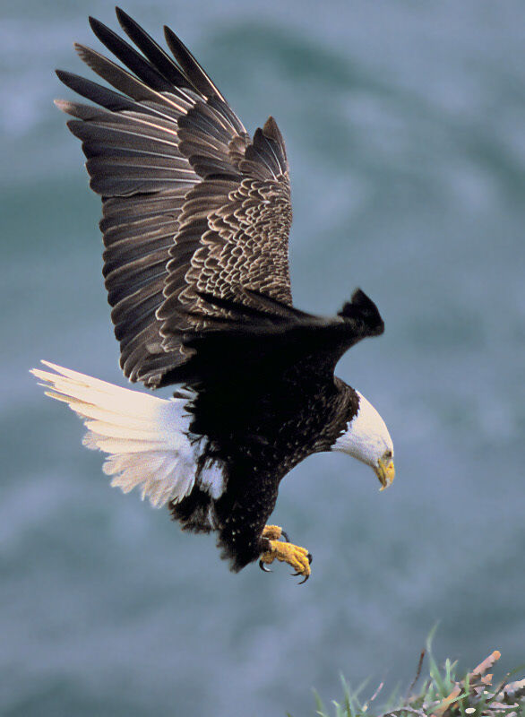 Above the Eagle Flies Above the Eagle Flies