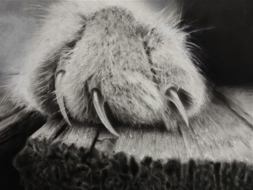 Cat&#039;s paw