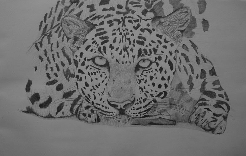 Leopard Resting