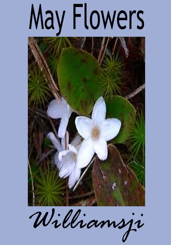 MAY FLOWERS: DAY 13 BY WILLIAMSJI MAVELI MAY FLOWERS: DAY 13 BY WILLIAMSJI MAVELI