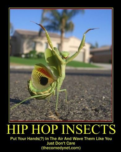 CRICKET CRAZE !?X CRICKET CRAZE !?X