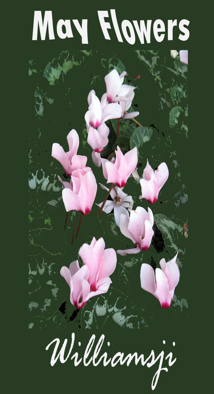 MAY FLOWERS: DAY 20 BY WILLIAMSJI MAVELI MAY FLOWERS: DAY 20 BY WILLIAMSJI MAVELI