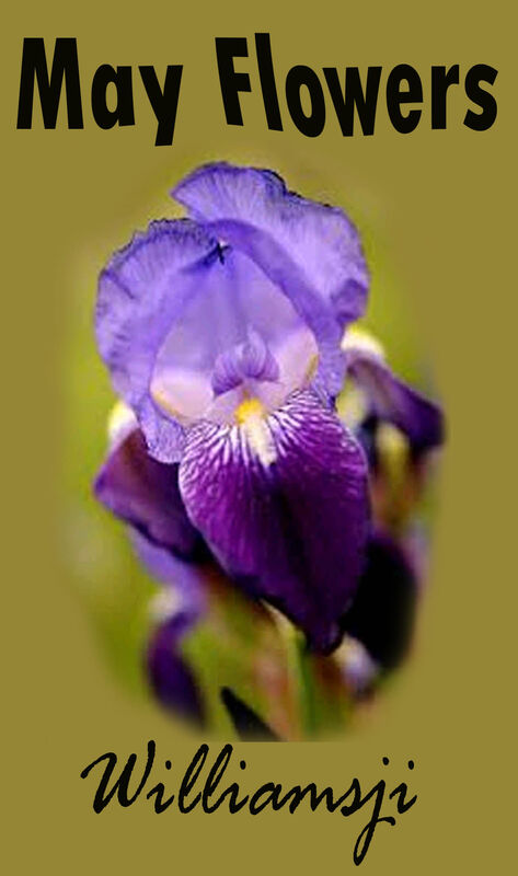 MAY FLOWERS: DAY 21 BY WILLIAMSJI MAVELI MAY FLOWERS: DAY 21 BY WILLIAMSJI MAVELI