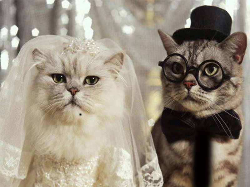 MR & MRS TABBY !?X MR & MRS TABBY !?X