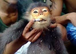 NICOTINE JUNKIE MONKEY !?X