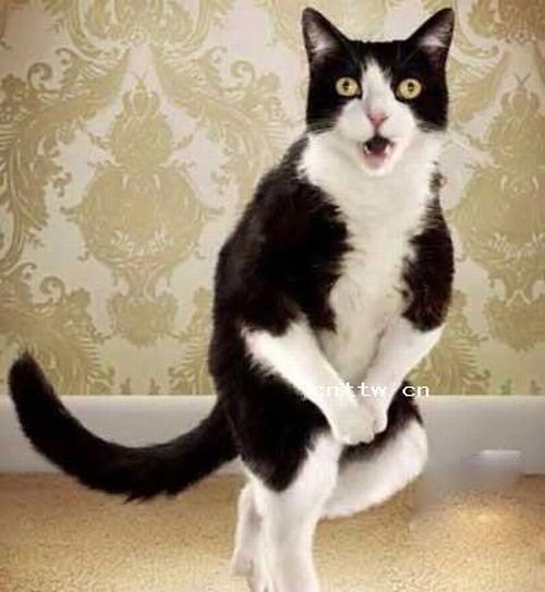 CAT-NIP !?X CAT-NIP !?X