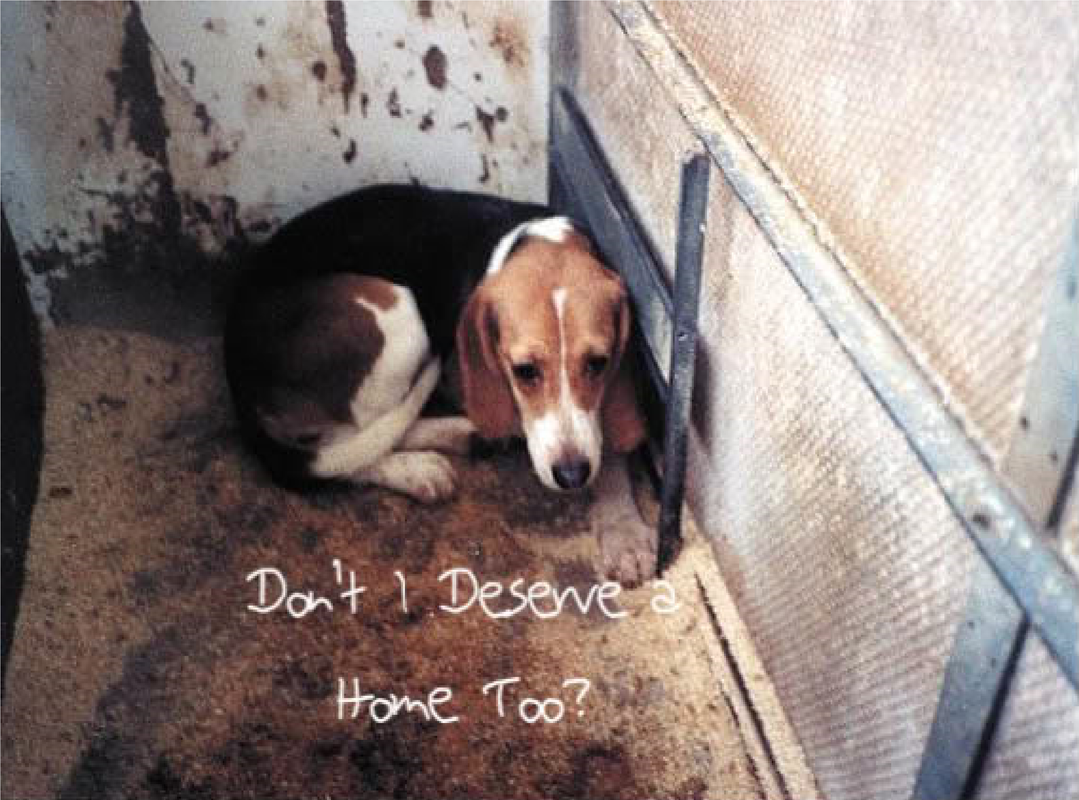 Puppy Hate