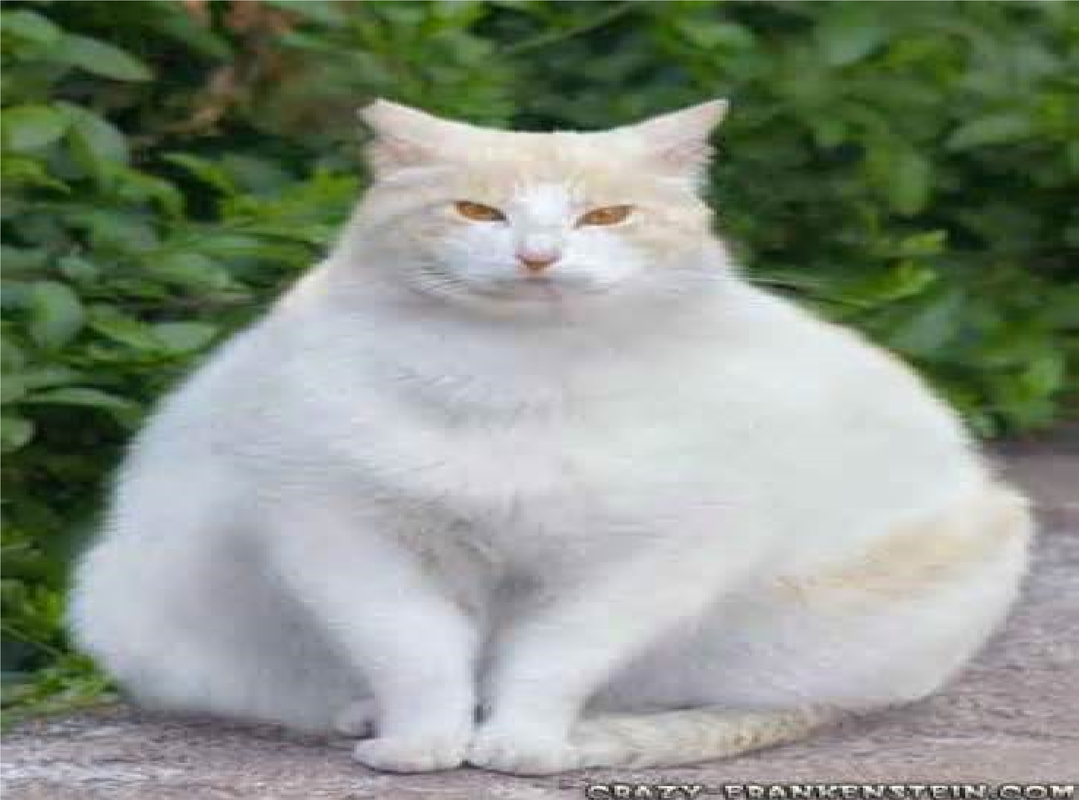 Fat Cat