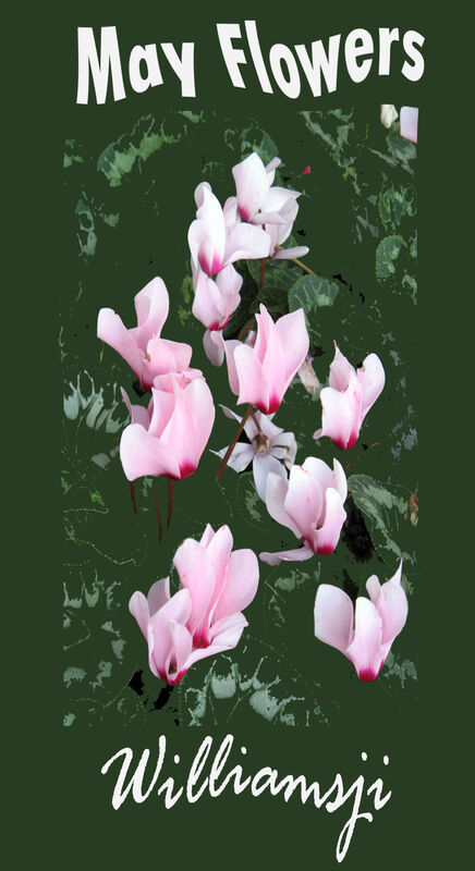 MAY FLOWERS: DAY 30 BY WILLIAMSJI MAVELI MAY FLOWERS: DAY 30 BY WILLIAMSJI MAVELI