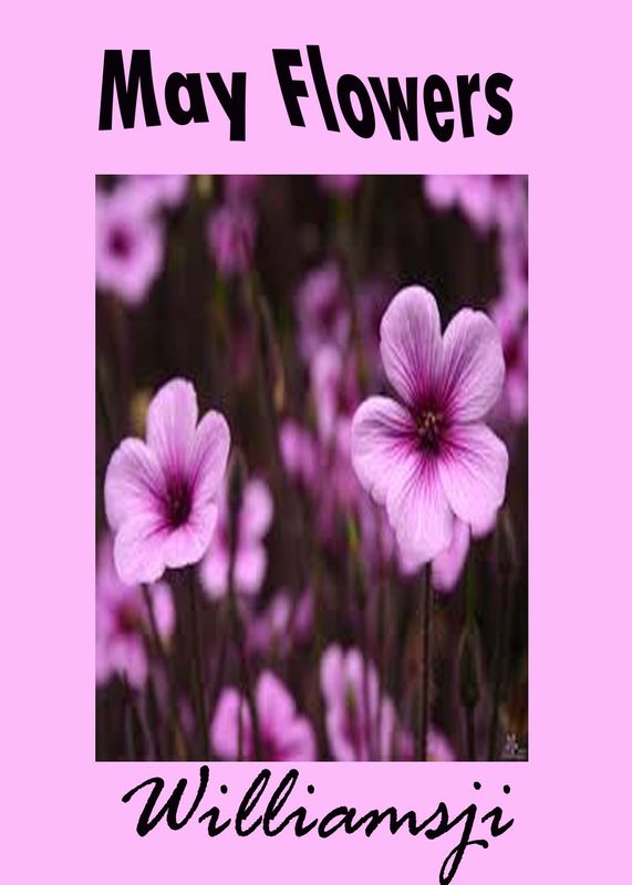 MAY FLOWERS: DAY 31 BY WILLIAMSJI MAVELI MAY FLOWERS: DAY 31 BY WILLIAMSJI MAVELI