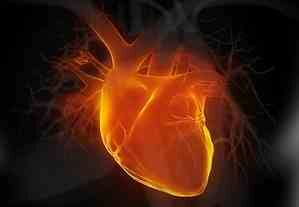 THE HEART OF A CHAMPION THE HEART OF A CHAMPION