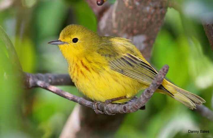 Yellow Warblers Love Song Yellow Warblers Love Song