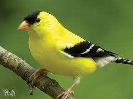 Goldfinches Goldfinches