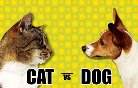 Cats vs Dogs Cats vs Dogs