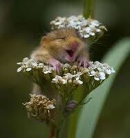 POLLEN POWER !?X POLLEN POWER !?X