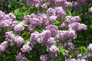Lilacs Lilacs