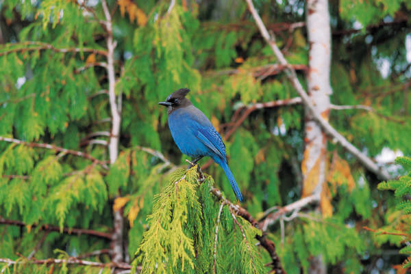 The Blue Bird The Blue Bird