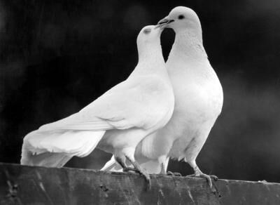 My Sweet and Perfect Little Dove