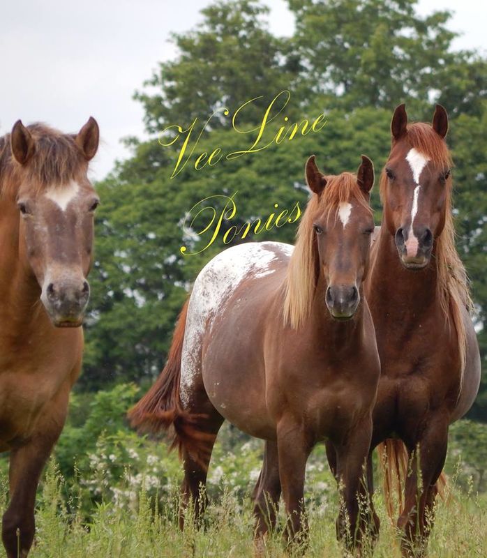 VeeLine Ponies