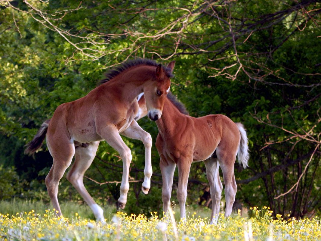 Frisky Foal