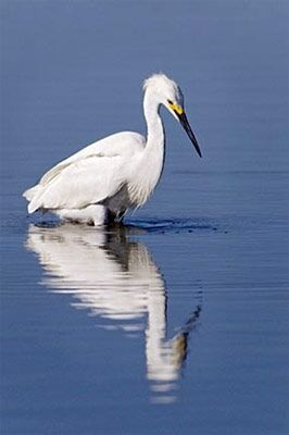 My Reflection My Reflection