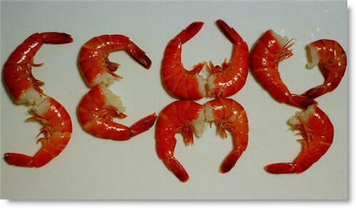 MY PRAWN &quot; COCK-TALE!?&quot; X