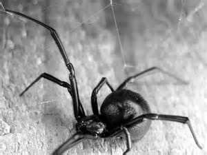 Venomous Visitor....