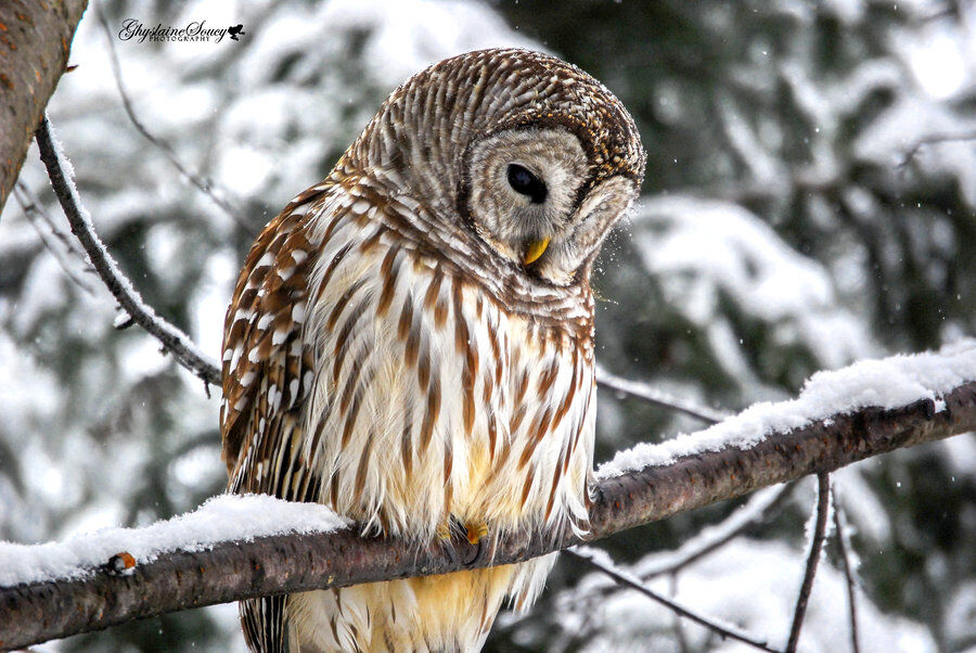 Wise Owl Hunting