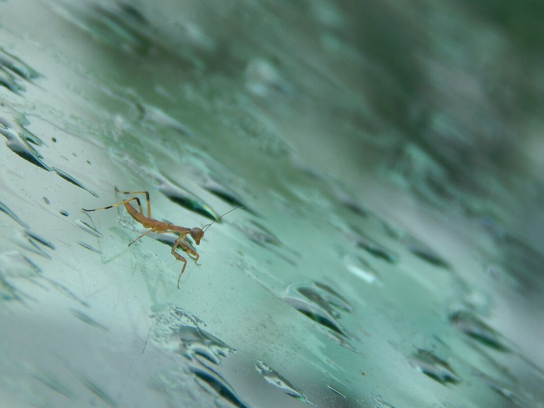 Baby Praying Mantis