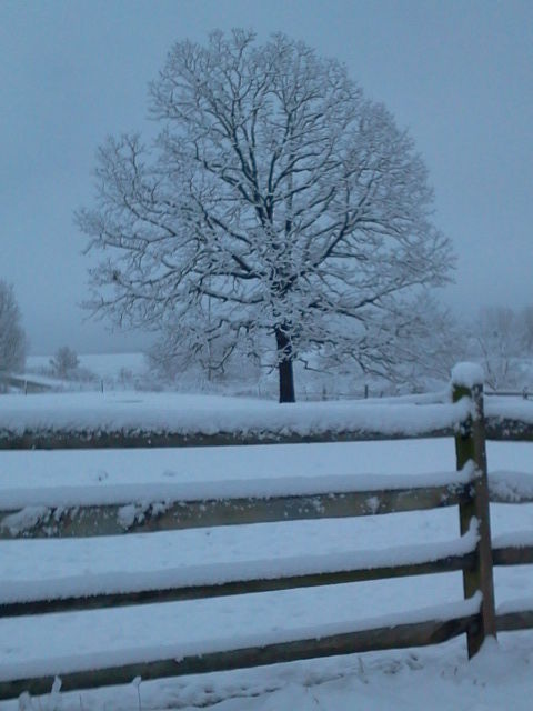 Snowy Tree