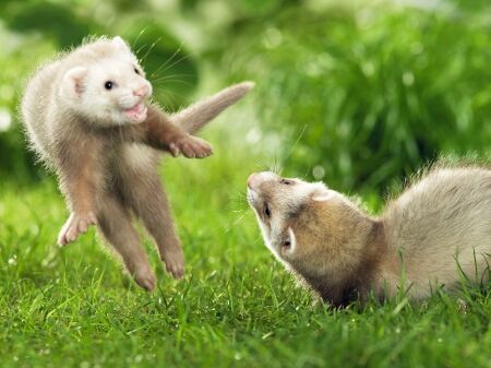 Inquisitive Ferrets