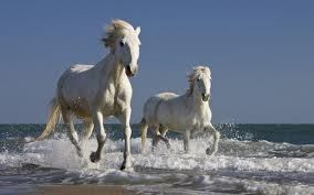 Wild Freedom Wild Freedom