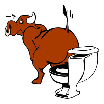 BULL SHOULD-A